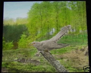 Glass Magic Lantern Slide BIRDS OF EUROPE NO84 C1910 ORNITHOLOGY PHOTO - Picture 1 of 2