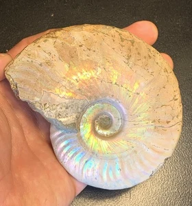 Ammonite Irridescente  Fossile De Madagascar 10,65cm FMG Collection  - Imagen 1 de 4