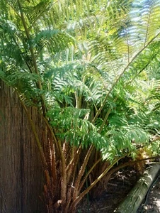Tree fern spore Cyathea felina - Picture 1 of 5