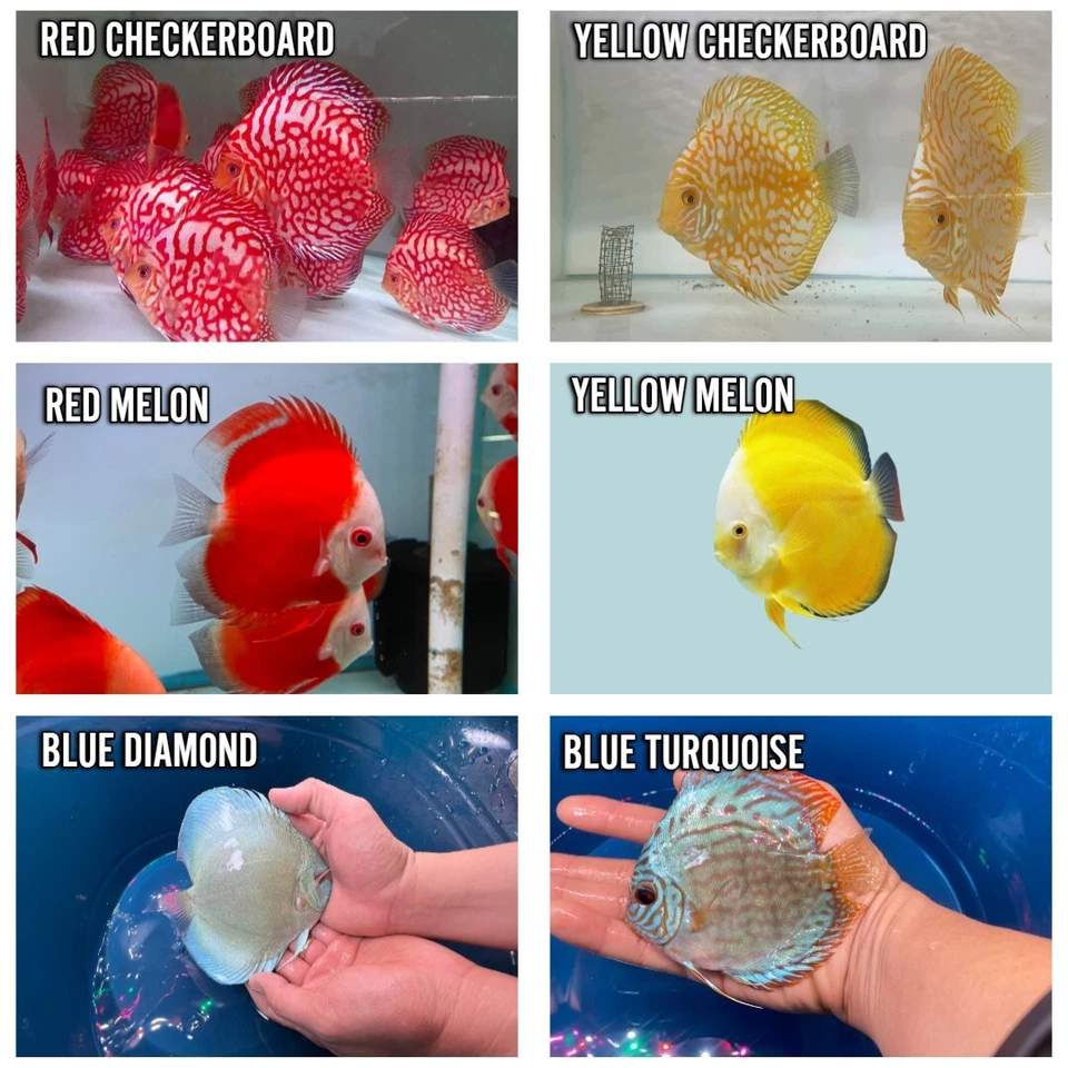 Pack of 6 - Assorted Discus 4" - Image 1 of 1