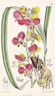 Lissochilus Milanjianus Africa Orchidee Orchid Botany Lithograph Curtis 7546