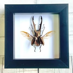 Golden Metallic Stag Beetle (Cyclommatus metallifer) Deep Box Frame Display Case - Foto 1 di 3