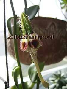 Ceropegia radicans Pflanze bewurzelt - Bild 1 von 5