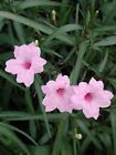 5 PINK MEXICAN PETUNIA~RUELLIA BRITTONIANA PERENNIAL WELL ROOTED PLUG SIZE PLANT