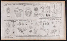 1834 - Seeds And Apiacées - engraving antique Of Botany - Coriander