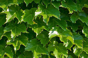 ivy, BOSTON IVY climbing vine 100 seeds GroCo (BUY ANY 10 ITEMS-SHIPS FREE)