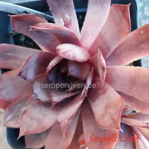 Sempervivum Grand Chef (Gr. M) Semperviven Züchtersorte 2 Kindel - Bild 1 von 1