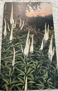 Cartolina Veronica Virginia Culver's Root Pianta da Fiore Vintage Cromata Non Posta - Foto 1 di 2