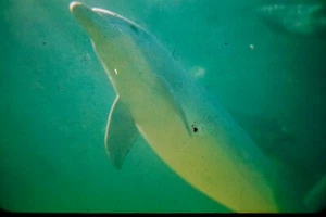 Nellie Dolphin 1950s Marine Studios Florida Underwater Aquarium Photo 35mm Slide - Picture 1 of 3