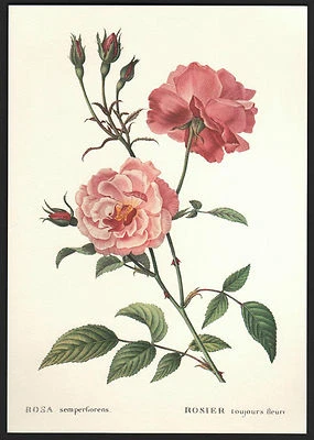 *Vintage* CHINA ROSE Botanical Flower Print ROSA SEMPERFLORENS Florence ITALY - Image 1 of 3