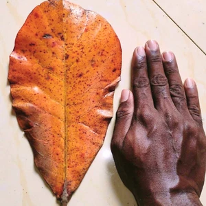 Dried Indian Almond Leaves Terminalia catappa Ketapang Kottamba For Aquarium Use - Picture 1 of 6