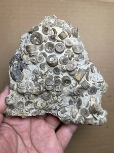529g Devonian period Crinoid Geologic rock specimen - Picture 1 of 16