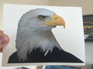 (2 Pack!) Bald Eagle America USA Truck Car Vinyl Decal Window Sticker 5"x3.75" - Foto 1 di 2
