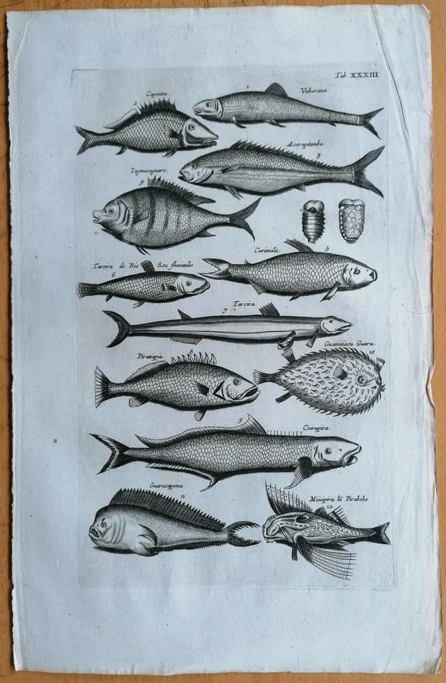 Merian/Johnston Original Kupferstich Fische (T33) Folio - 1657 - Bild 1 von 1
