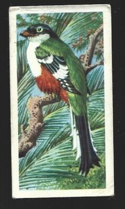 BROOKE BOND TEA CARD - TROPICAL BIRDS (1961) No.26 CUBAN TROGON