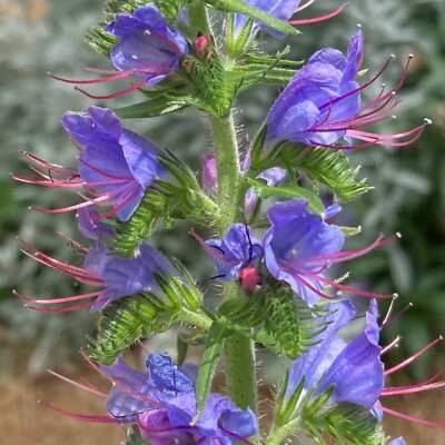 EARTHBEAT SEEDS Viper's Bugloss Seeds (Echium vulgare) ~Perennial Pollinator Garden