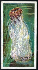 SPIELER - WONDERS OF THE DEEP - #16 VOGELNEST SCHWAMM - Bild 1 von 2