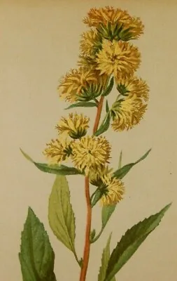 Goldruten Solidago Goldraute Goldruthe  Lithographie 1897   Flora Alpenpflanzen • 6.76€