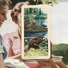 Beaver 1957 Red Rose Tea Trading Card No. 19 Animals Of North America #J