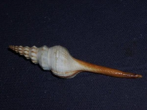 FUSINUS COLUS FANTASTIC - Picture 1 of 2