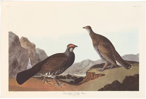 Audubon Abbeville Ed Double Elephant Folio lithograph Pl 361 Long-tailed or Dusk - Picture 1 of 2