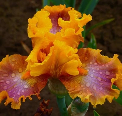 Nice Job Bearded Iris Rhizome, Orange & Pink Flowering Plant, Root - Image 1 of 4