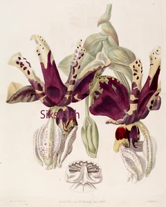 STANHOPEA ORCHID disegno botanico vintage stampa giclée alta risoluzione 8x10 - Foto 1 di 1