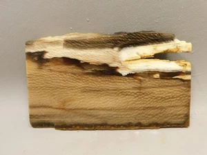 Petrified Wood Sycamore Badger Pocket Stone Slab Rough Rock #O1 - Picture 1 of 7