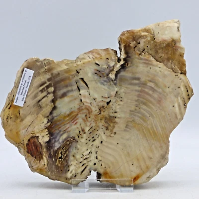 Miocene Petrified Fossil Juniper or Sabrina Wood Nevada USA 18 cm 1.1 kg+ Stand - Image 1 of 4