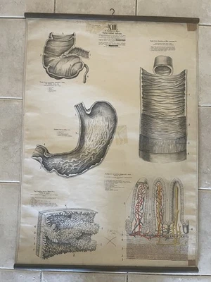 Carta escolar original vintage de estómago - 1930 Foto 1 de 2