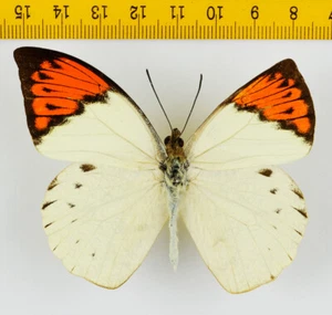 BUTTERFLY - Hebomoia glaucippe aturia (Odd Shape, Deformed) - MALAYSIA - 5182 - Picture 1 of 2