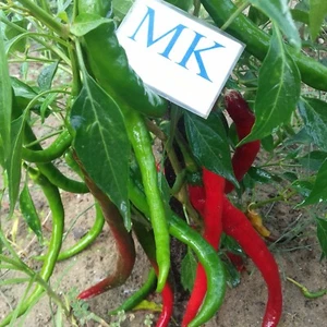 Guindilla Larga,Roja,10 semillas,seeds,Capsicum chinense (93) - Picture 1 of 1