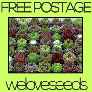 LOCAL AUSSIE STOCK - Hen & Chicks Houseleeks, Sempervivum Succulent Seeds ~20x - Picture 1 of 3