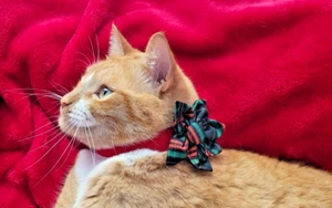 New Sweetude Holiday Christmas Dog & Cat Pet Collar 30 Plaid Flower Accessories - Picture 1 of 11