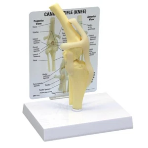 Canine Knee GPI anatomisches Modell mit Schlüsselkarte LFA #9050 Machen Sie uns ein Angebot! SIEHE VIDEO - Bild 1 von 2