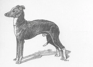 Italian Greyhound - CUSTOM MATTED - 1962 Vintage Dog Art Print - Cook - Picture 1 of 1