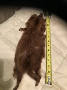 Furth Mink 2 singles pieces …. Each piece starts 30$ - Picture 1 of 4