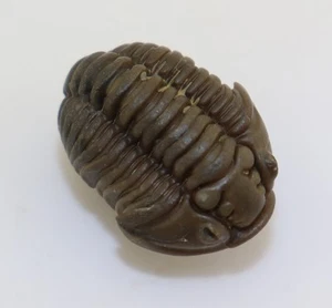 Trilobit, Flexicalymene retrosa, Ordovizium, Buford, Mount Orab, Ohio, USA -L478 - Foto 1 di 7