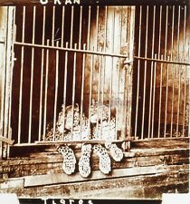 Tigers Zoo Oran Algerien Foto Stereo PL59L1n56 Platte De Verre Vintage c1910