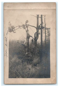 Hunting Game Scene Buck Deer Racoon Early View RPPC Real Photo - Picture 1 of 2