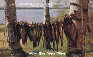 Postal de Greetings from Lakeshore Resort Osakis Minnesota Fishin's Good 1985 - Imagen 1 de 2