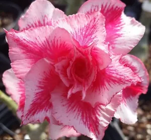 desert rose Adenium obesum plant "Rainbow sai5" pink 2-tone succulent tagged A - Picture 1 of 2