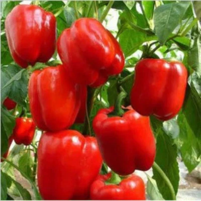 Pimiento dulce rojo grande, NO TRANSGÉNICO, reliquia, variedad de tamaños, ENVÍO GRATUITO Foto 1 de 2