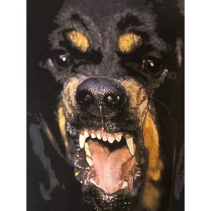 GIVENCHY Rottweiler Sweatshirt Medium - Picture 1 of 6