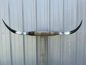 CORNA DA MANZO MONTATE 4 PIEDI 6 pollici LARGA CORNA LUNGA MONTATURA LUCIDA TORO MUCCA - Foto 1 di 4