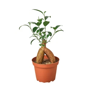 Ficus 'Ginseng' - Bild 1 von 6