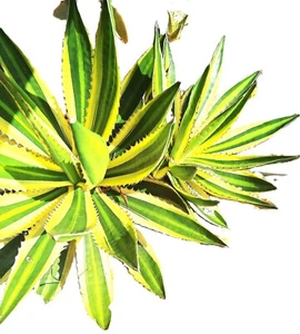 Agave lophantha "Quadricolor" Spectacular 4 Color Succulent 8 inch Plant, USA - Picture 1 of 5