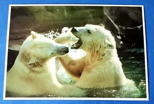 Postcard "2 Polar Bears in Water" Henry Doorly Zoo Omaha NE # 25051 6"x4" - Picture 1 of 2