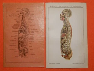 Der Körper des Menschen Anatomie Durchschnitt Medizin Arzt LITHOGRAPHIE v. 1895 - Bild 1 von 1