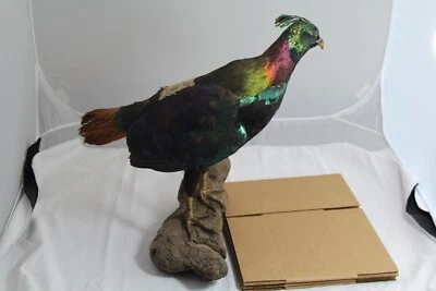 Montaje de pájaro taxidermia Impeyan monal del Himalaya de colección RARO - algunos daños Foto 1 de 4